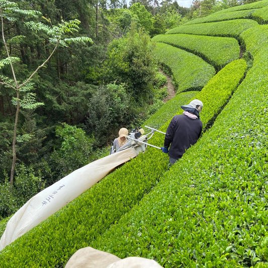 The Matcha Price Surge: Why Your Latte is Getting More Expensive